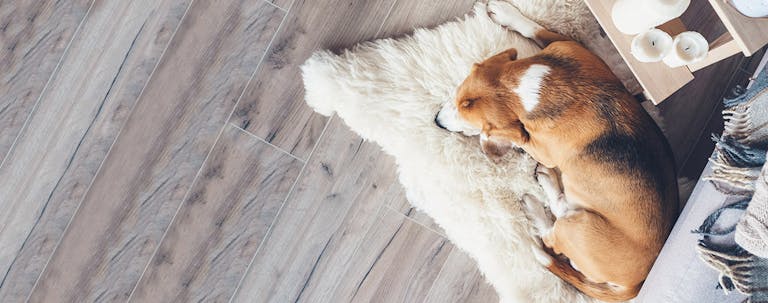 How to Train Your Older Dog to Stay in One Room How to Train Your Older Dog to Stay in One Room